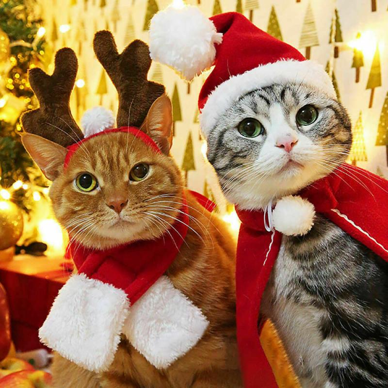 Pet Christmas Gear